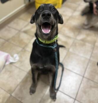 Tips (mcas) -  Mixed Breed Dog for Adoption in Troutdale, Oregon - Tips (mcas) | PetCurious