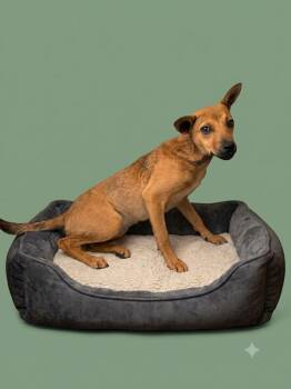 Spinach -  Feist Dog for Adoption in Wooster, Ohio - Spinach | PetCurious