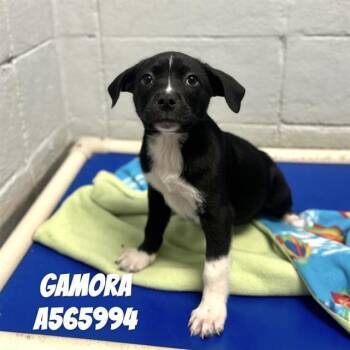 Mixed Breed Dogs Available for Adoption - GAMORA | PetCurious