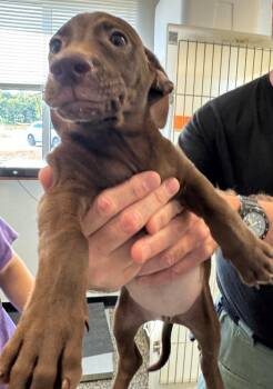 Flash -  Mixed Breed Dog for Adoption in Columbia, Tennessee - Flash | PetCurious