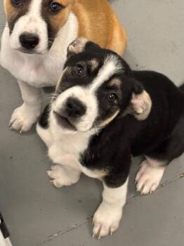 Chick Hicks -  Pit Bull Terrier and German Shepherd Dog Dog for Adoption in Los Angeles, California - Chick Hicks | PetCurious