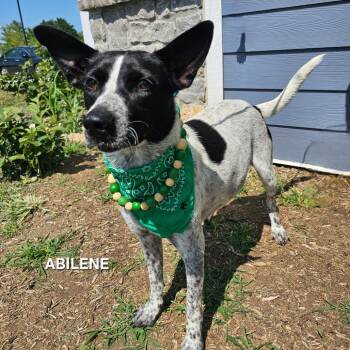 Abilene -  Australian Cattle Dog Blue Heeler and Mixed Breed Dog for Adoption in Madisonville, Tennessee - Abilene | PetCurious