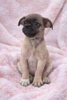 Pug and Chihuahua Dogs Available for Adoption - Tina | PetCurious