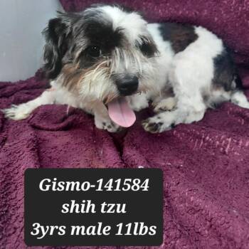 Gismo -  Shih Tzu Dog for Adoption in New Tazewell, Tennessee - Gismo | PetCurious