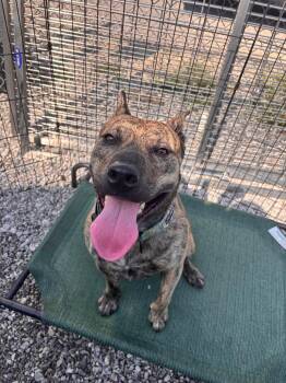 Cooper -  Pit Bull Terrier Dog for Adoption in Morgantown, Kentucky - Cooper | PetCurious