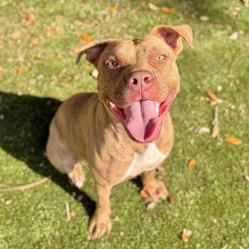 Rescue Mixed Breed Dogs for Adoption in Milton, Florida - Martina | PetCurious