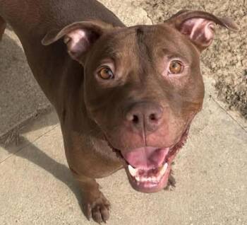 Pit Bull Terrier Dogs Available for Adoption - Neyo | PetCurious