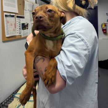 Blob -  Mixed Breed Dog for Adoption in Edwardsville, Illinois - Blob | PetCurious