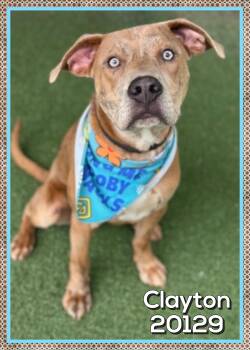 CLAYTON (also see ELSIE) -  Retriever Dog for Adoption in Marietta, Georgia - CLAYTON (also See ELSIE) | PetCurious