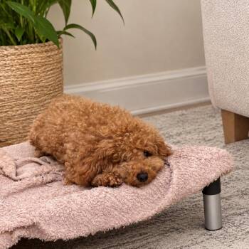 Lambert -  Poodle and Mixed Breed Dog for Adoption in Arlington, Virginia - Lambert | PetCurious