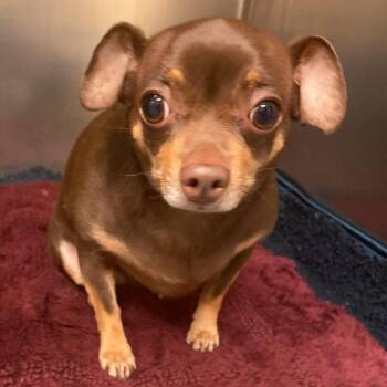 Mixed Breed Dogs Available for Adoption - COFFEE BEAN | PetCurious