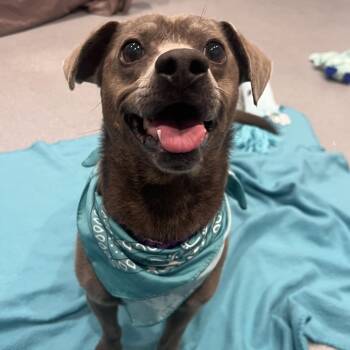 Ryder -  Mixed Breed Dog for Adoption in Canal Winchester, Ohio - Ryder | PetCurious