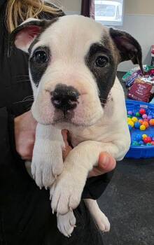 Pit Bull Terrier Dogs Available for Adoption - Envy | PetCurious