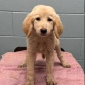 Norma -  Hound and Mixed Breed Dog for Adoption in Kansas City, Missouri - Norma | PetCurious