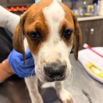 Conner -  Black Mouth Cur and American Foxhound Dog for Adoption in Tampa, Florida - Conner | PetCurious