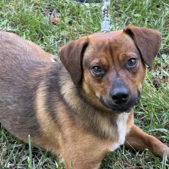 Terrier and Dachshund Dogs Available for Adoption in Meherrin, Virginia - Nugget | PetCurious