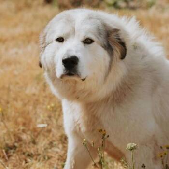 Bonnie -  Great Pyrenees and Mixed Breed Dog for Adoption in Portland, Oregon - Bonnie | PetCurious
