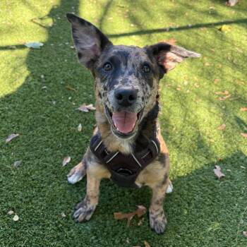 Nala -  Catahoula Leopard Dog Dog for Adoption in Bloomfield, New Jersey - Nala | PetCurious