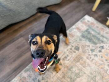 German Shepherd Dog and Black Mouth Cur Dogs Available for Adoption - Hondo Your Dogs Bestie | PetCurious