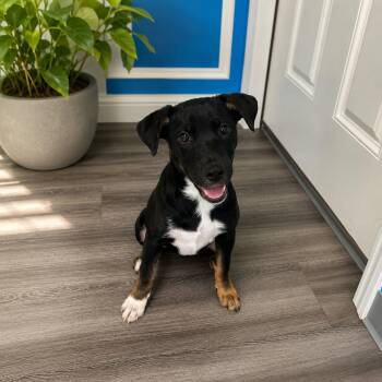 Snickers -  Chiweenie Dog for Adoption in Fort Worth, Texas - Snickers | PetCurious