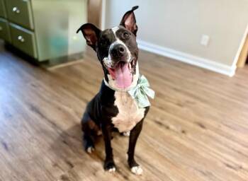 Alvin All Terrian -  Pit Bull Terrier and American Staffordshire Terrier Dog for Adoption in Friendswood, Texas - Alvin All Terrian | PetCurious