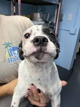 Jiffy - P -  Terrier and Mixed Breed Dog for Adoption in Daytona Beach, Florida - Jiffy - P | PetCurious