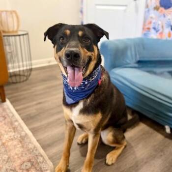 German Shepherd Dog and Doberman Pinscher Dogs Available for Adoption in Friendswood, Texas - Bear Bunny With The Biggest Hopps | PetCurious