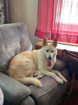 Mia 7589 -  German Shepherd Dog Dog for Adoption in Centreville, Virginia - Mia 7589 | PetCurious