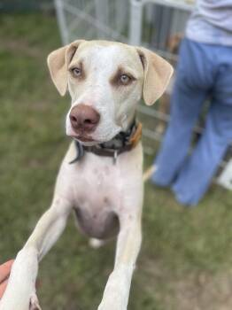 Rescue Labrador Retriever and Pit Bull Terrier Dogs for Adoption in Ridgefield, Connecticut - Xander | PetCurious