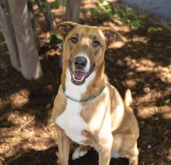 Tilda -  Mixed Breed Dog Available for Adoption in Durham, North Carolina - Tilda | PetCurious