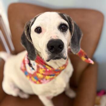 Ruby Tuesday -  Hound Dog for Adoption in Andover, Massachusetts - Ruby Tuesday | PetCurious