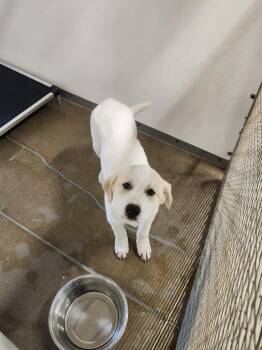 Pendleton / Ranger* -  Great Pyrenees Dog for Adoption in Belton, Texas - Pendleton / Ranger* | PetCurious