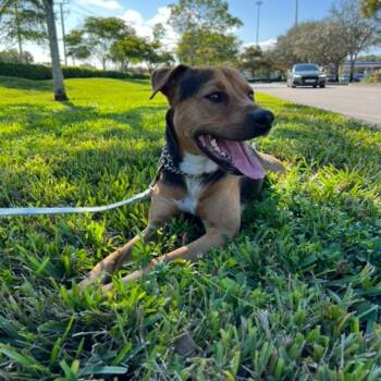 Rescue Shepherd Dogs for Adoption in Hollywood, Florida - Buster | PetCurious