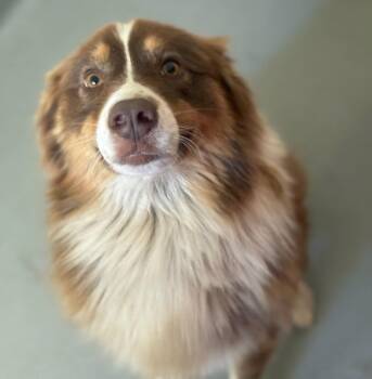 George #5298 -  Australian Shepherd Dog for Adoption in Ontario, California - George #5298 | PetCurious