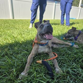 Rescue Mixed Breed Dogs for Adoption in Clearwater, Florida - Cletus | PetCurious