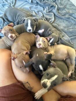 Aurora pup3 -  Mixed Breed Dog for Adoption in Muskegon, Michigan - Aurora Pup3 | PetCurious