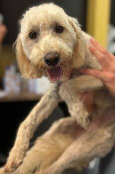 Pollie -  Poodle and Mixed Breed Dog for Adoption in Bowling Green, Kentucky - Pollie | PetCurious