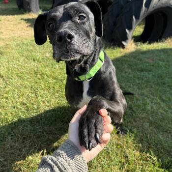 Chapo -  Mixed Breed Dog for Adoption in Oconto, Wisconsin - Chapo | PetCurious