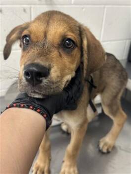 MASON JAMES -  German Shepherd Dog Dog for Adoption in San Bernardino, California - MASON JAMES | PetCurious