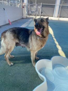 Grace -  German Shepherd Dog and Mixed Breed Dog for Adoption in Fresno, California - Grace | PetCurious
