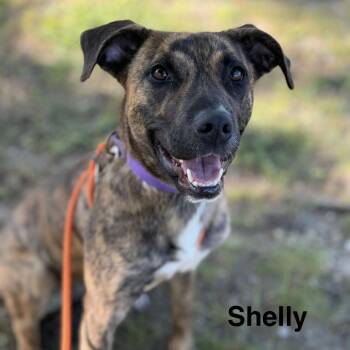 Shelly -  Labrador Retriever and Shepherd Dog for Adoption in Grand Rapids, Michigan - Shelly | PetCurious