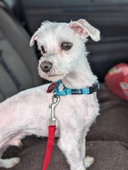 Maltese Dogs Available for Adoption - Tino | PetCurious