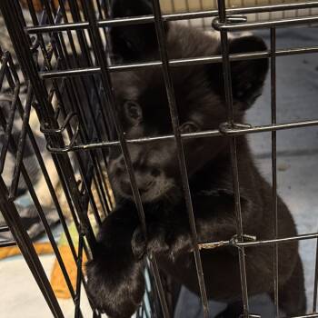 Schipperke Dogs Available for Adoption - Twilight  | PetCurious
