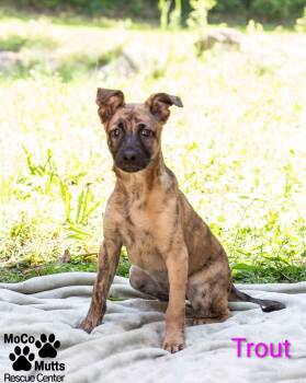 Catfish & Trout -  Mixed Breed Dog for Adoption in Sunbright, Tennessee - Catfish & Trout | PetCurious