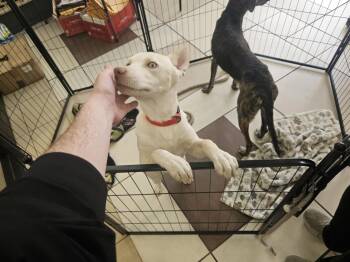 Husky and Shepherd Dogs Available for Adoption - Marshmellow | PetCurious