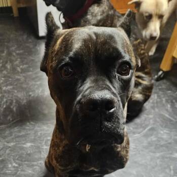 Rescue Cane Corso Dogs for Adoption in Manchester, Pennsylvania - Raya (now Roxiee) | PetCurious