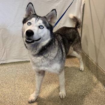 Zeus -  Siberian Husky Dog for Adoption in San Gabriel, California - Zeus | PetCurious