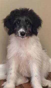 Rescue Bernadoodle Dogs for Adoption in Lacon, Illinois - Fridy | PetCurious