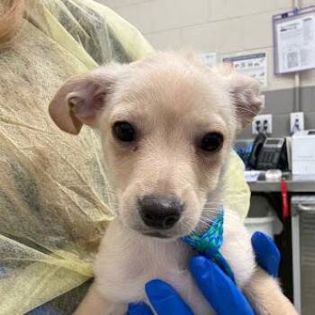 Chihuahua Dogs Available for Adoption in Las Vegas, Nevada - PETRIE | PetCurious