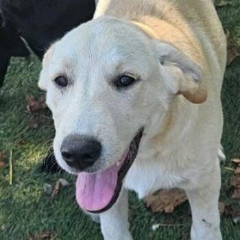 Iggy Island -  Yellow Labrador Retriever and Great Pyrenees Dog for Adoption in Andover, Massachusetts - Iggy Island | PetCurious